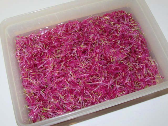 紫菊花のゆで方と保存方法