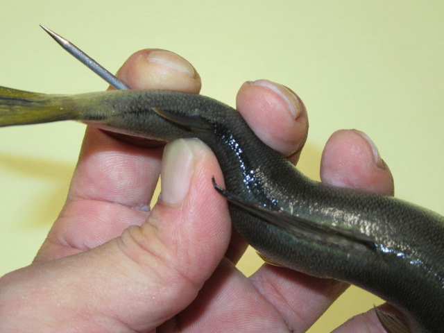 鮎の串打ち方法,肛門から串を出す工程